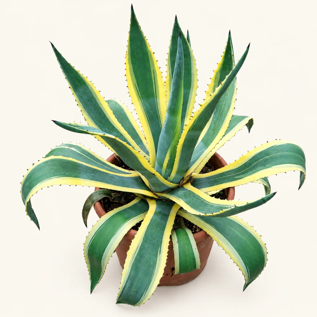 Agave reference image