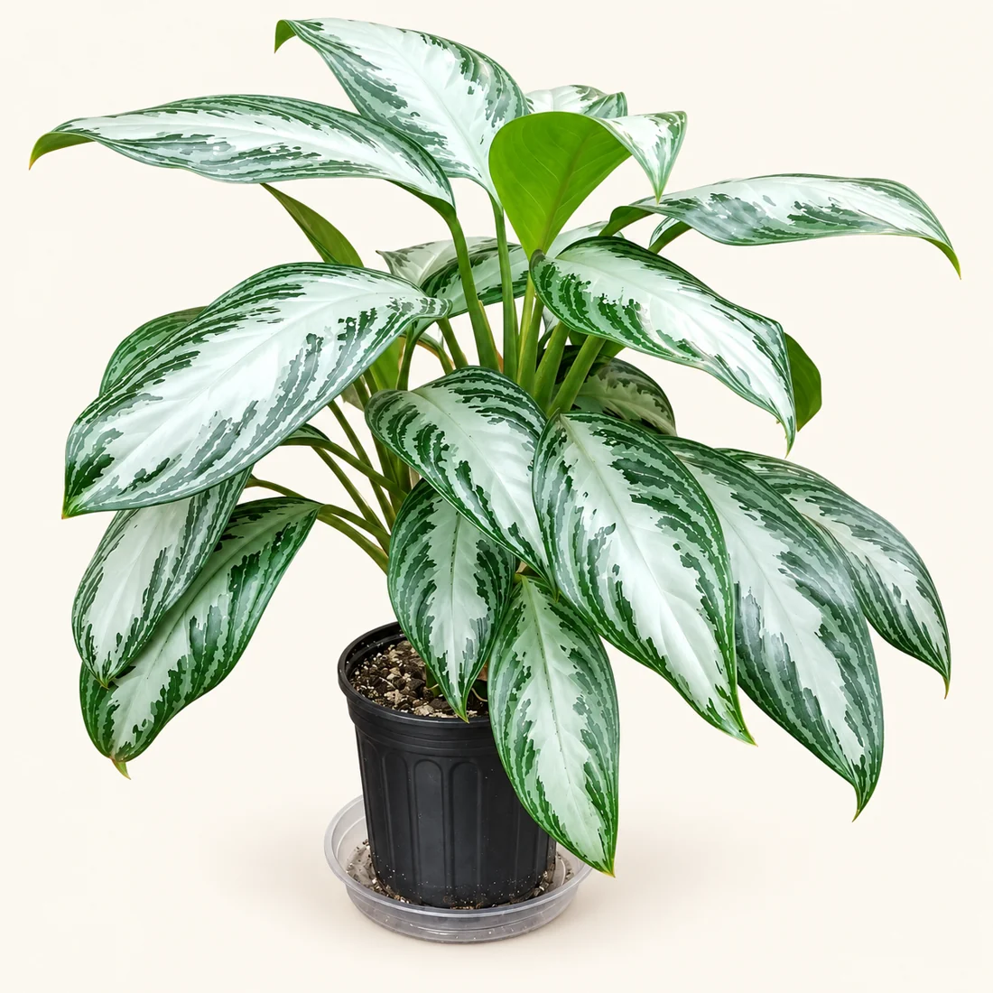 Aglaonema reference image