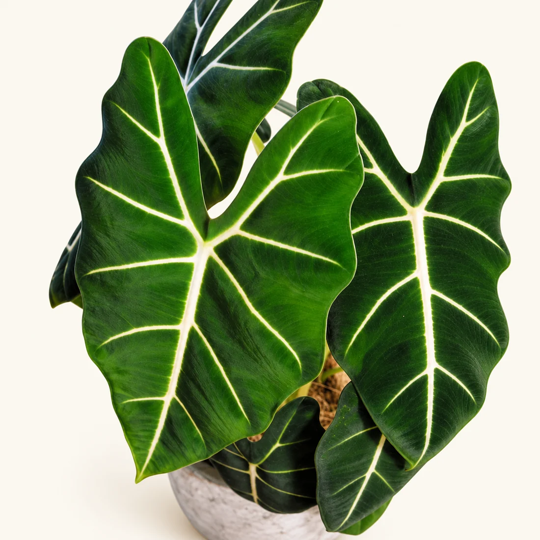 Alocasia reference image
