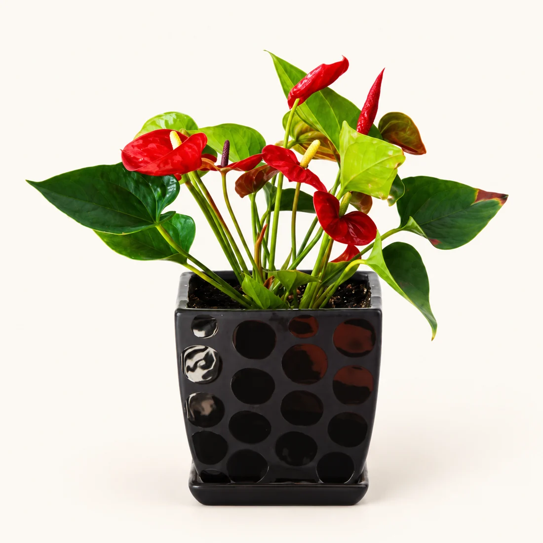 Potted anthurium with glossy leaves and colourful flower spathes