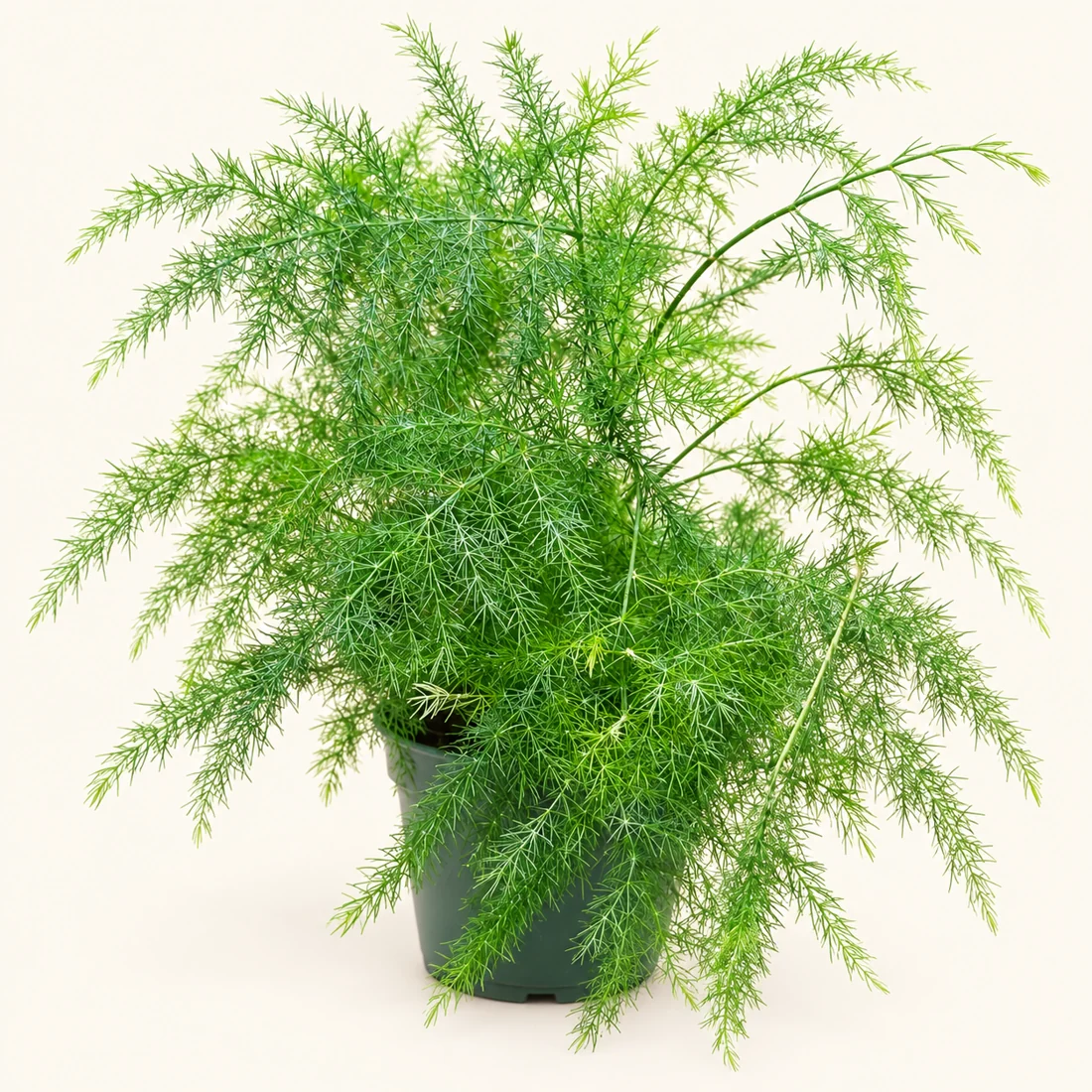 Asparagus Fern reference image