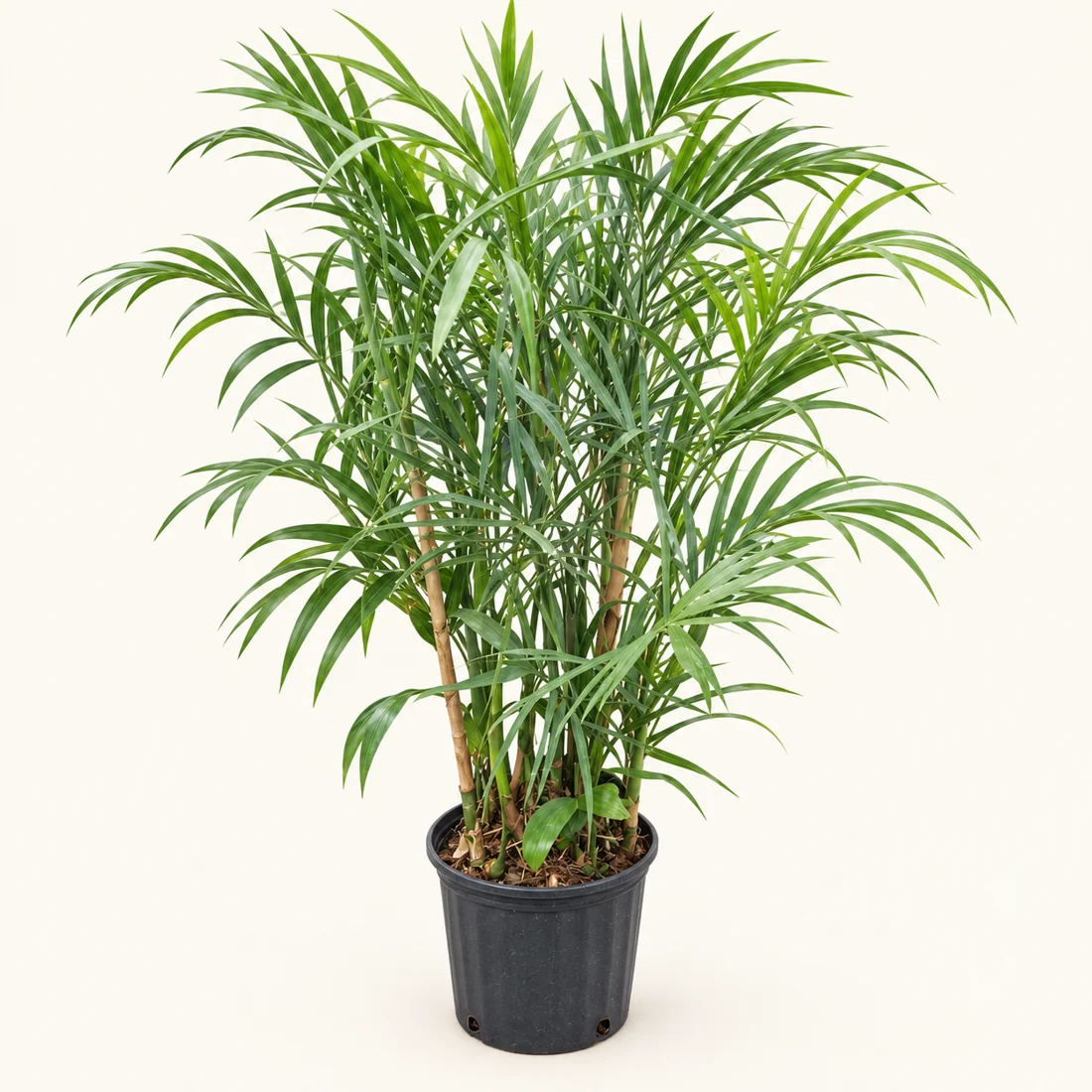 Bamboo Palm reference image
