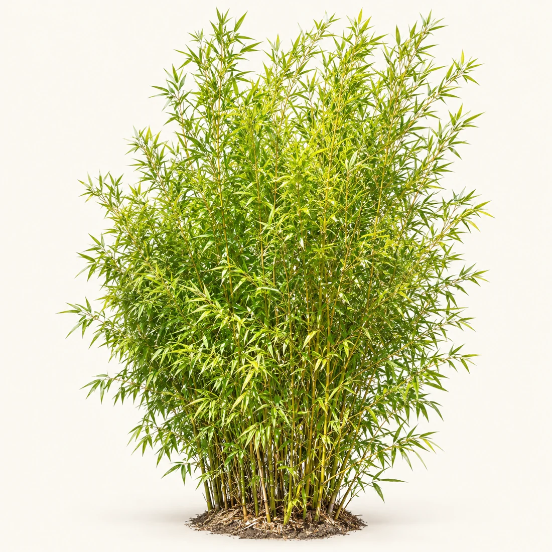 Bamboo reference image