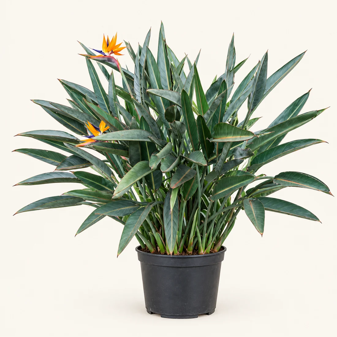 Bird of Paradise reference image