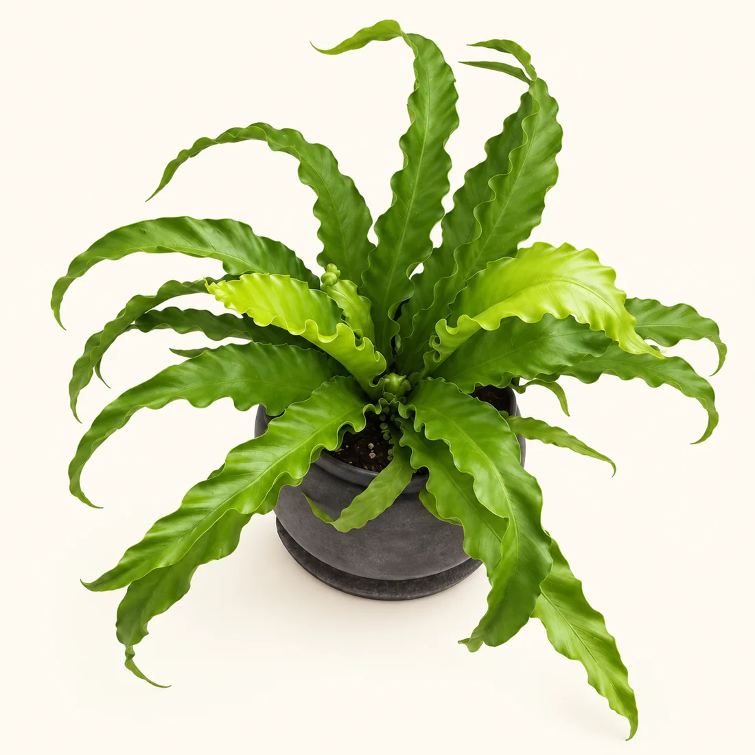 Bird’s Nest Fern reference image