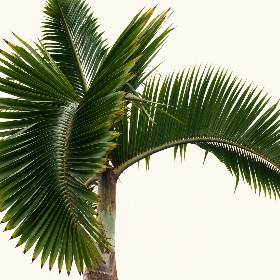 Bottle Palm reference image