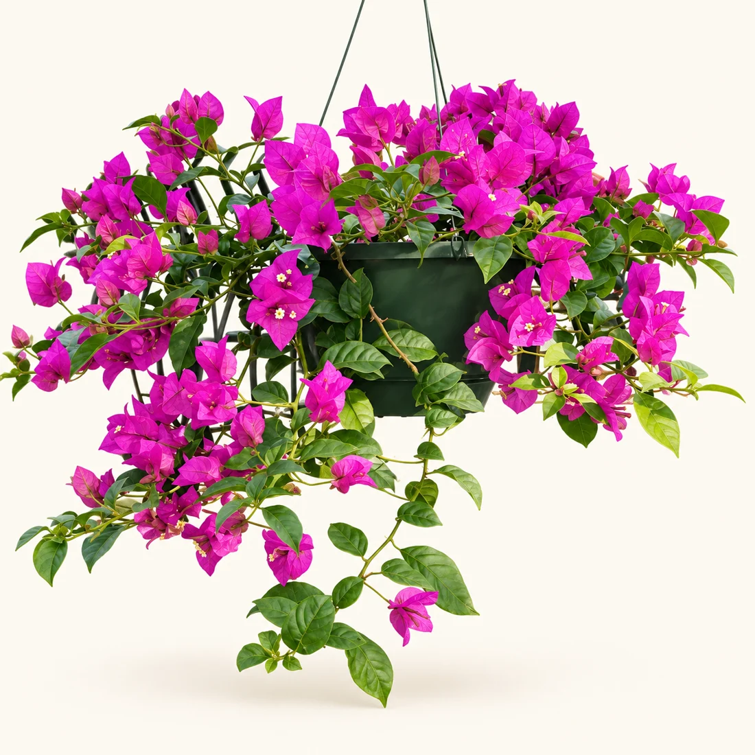 Bougainvillea reference image