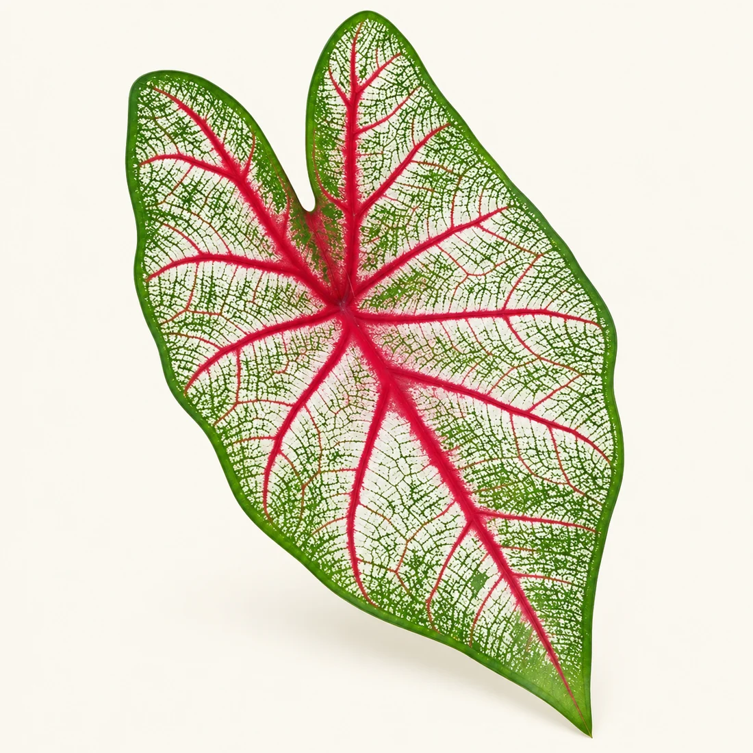 Caladium reference image