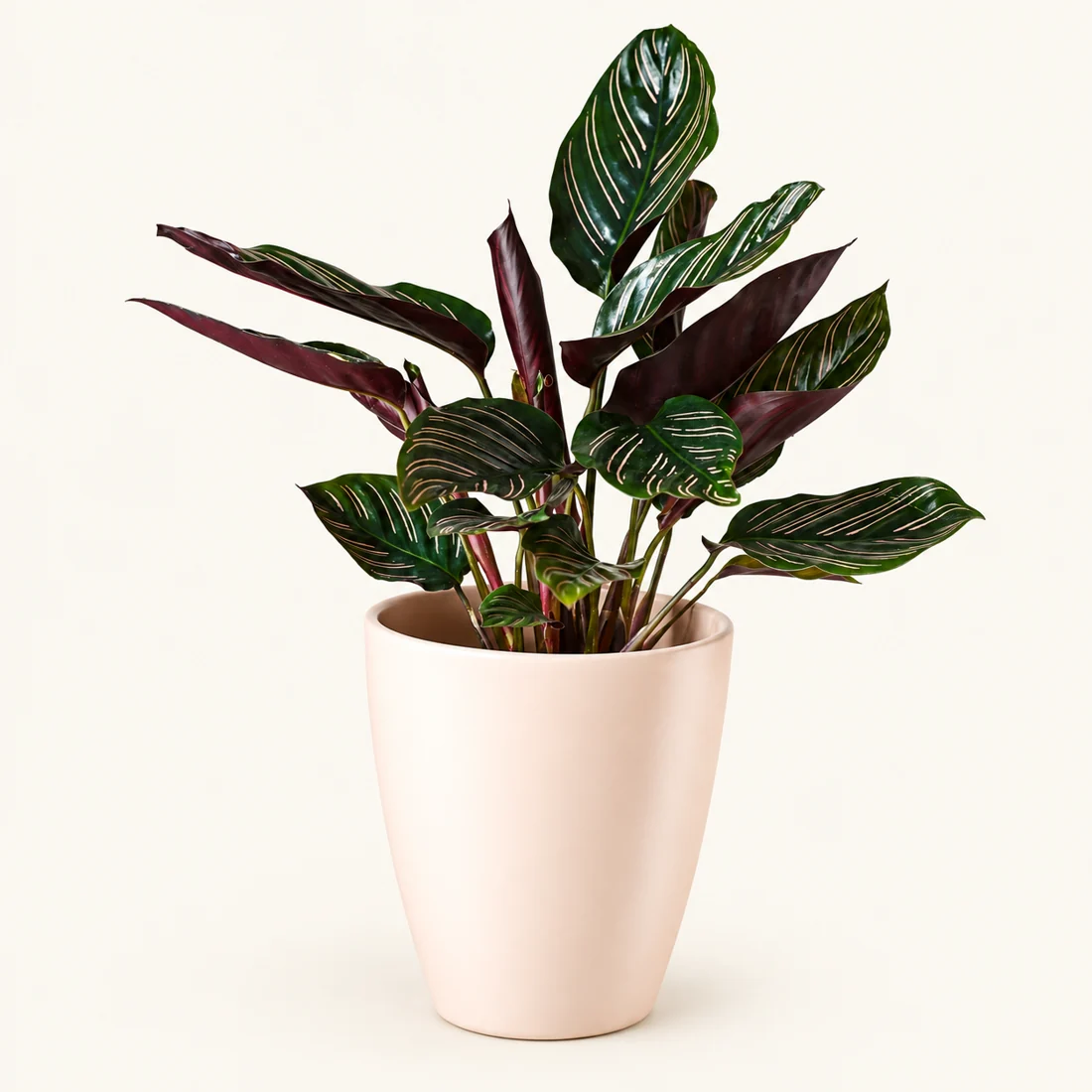 Calathea reference image