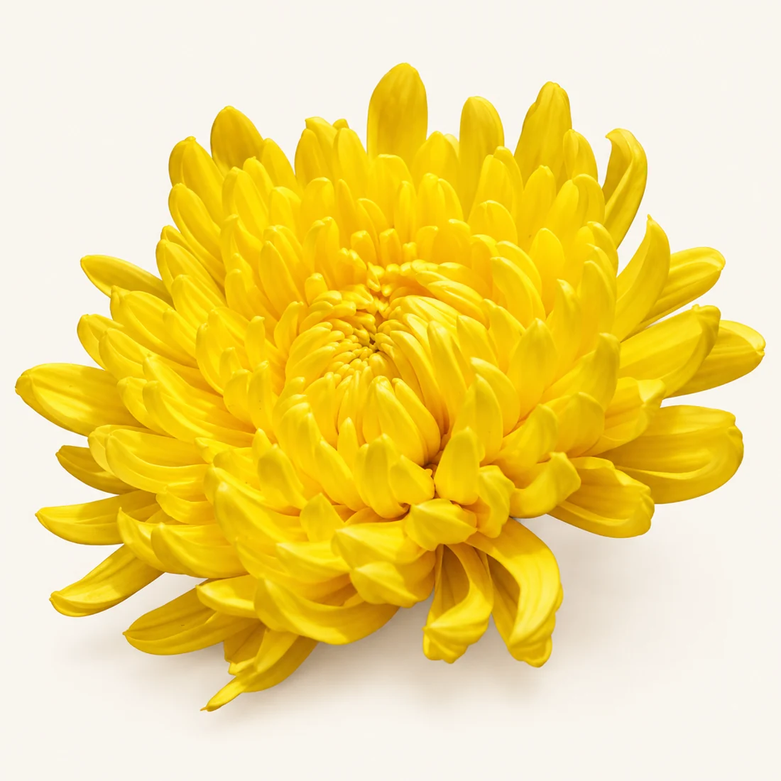 Chrysanthemum reference image