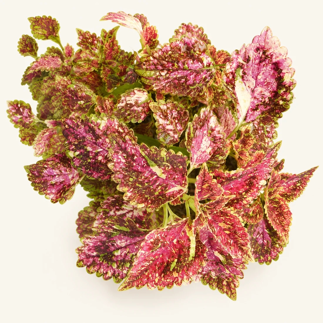 Coleus reference image