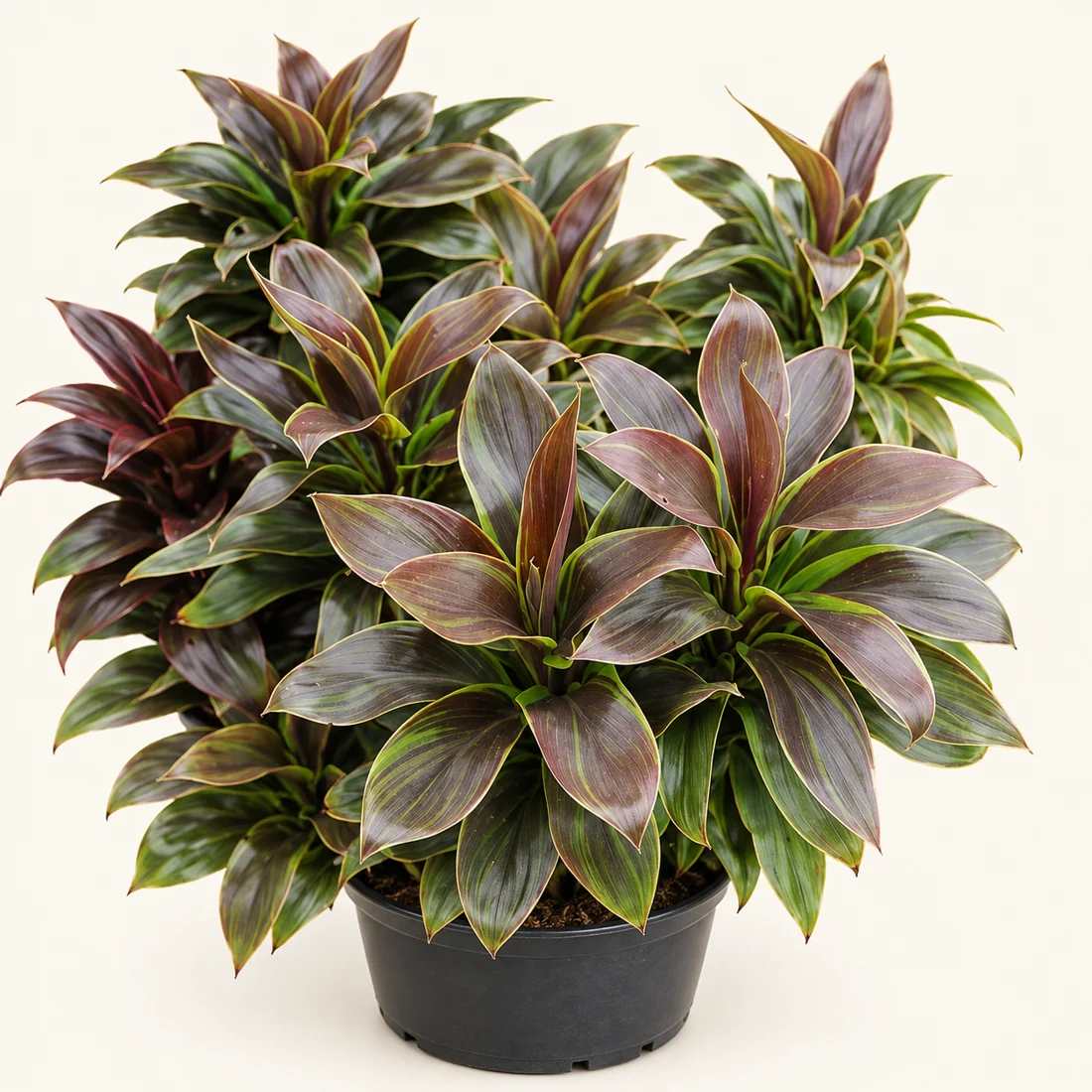 Cordyline reference image
