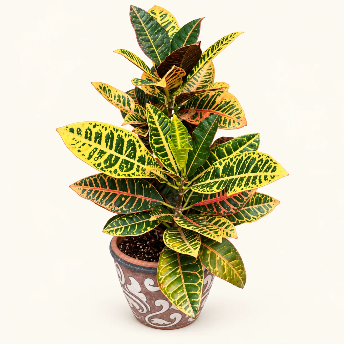 Croton reference image