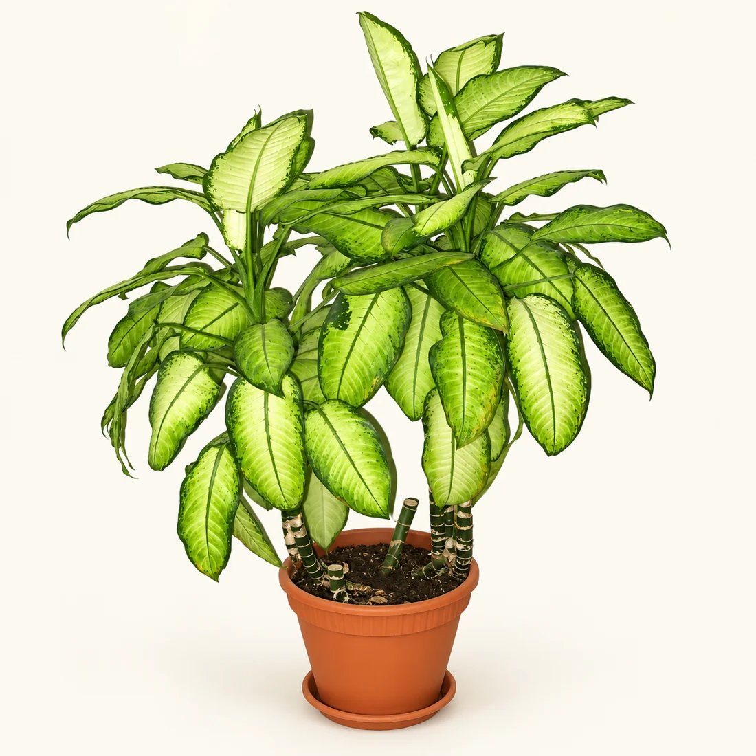 Dieffenbachia reference image