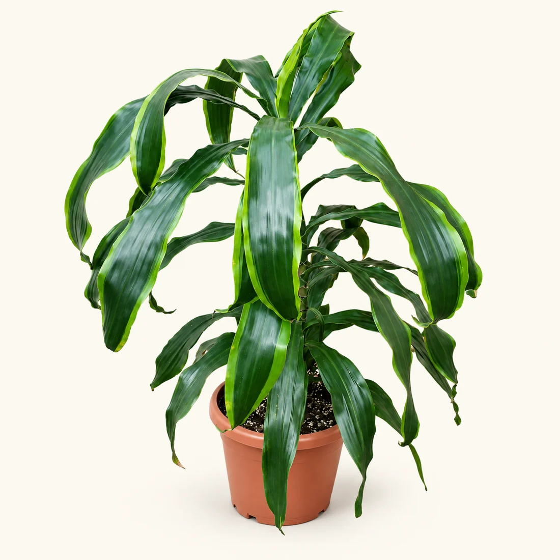 Dracaena reference image