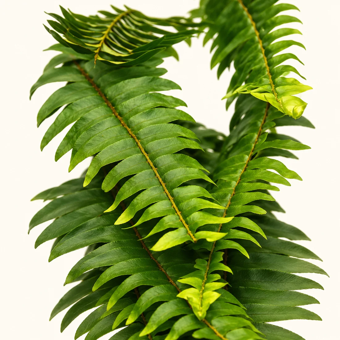 Ferns reference image
