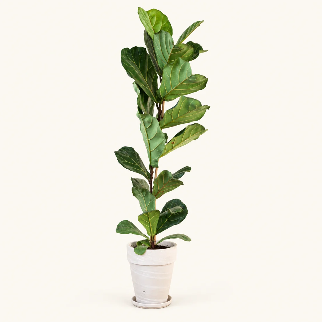 Ficus reference image
