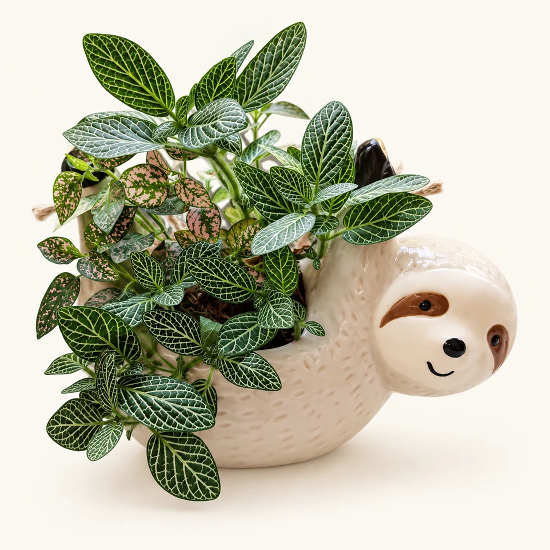 Fittonia reference image