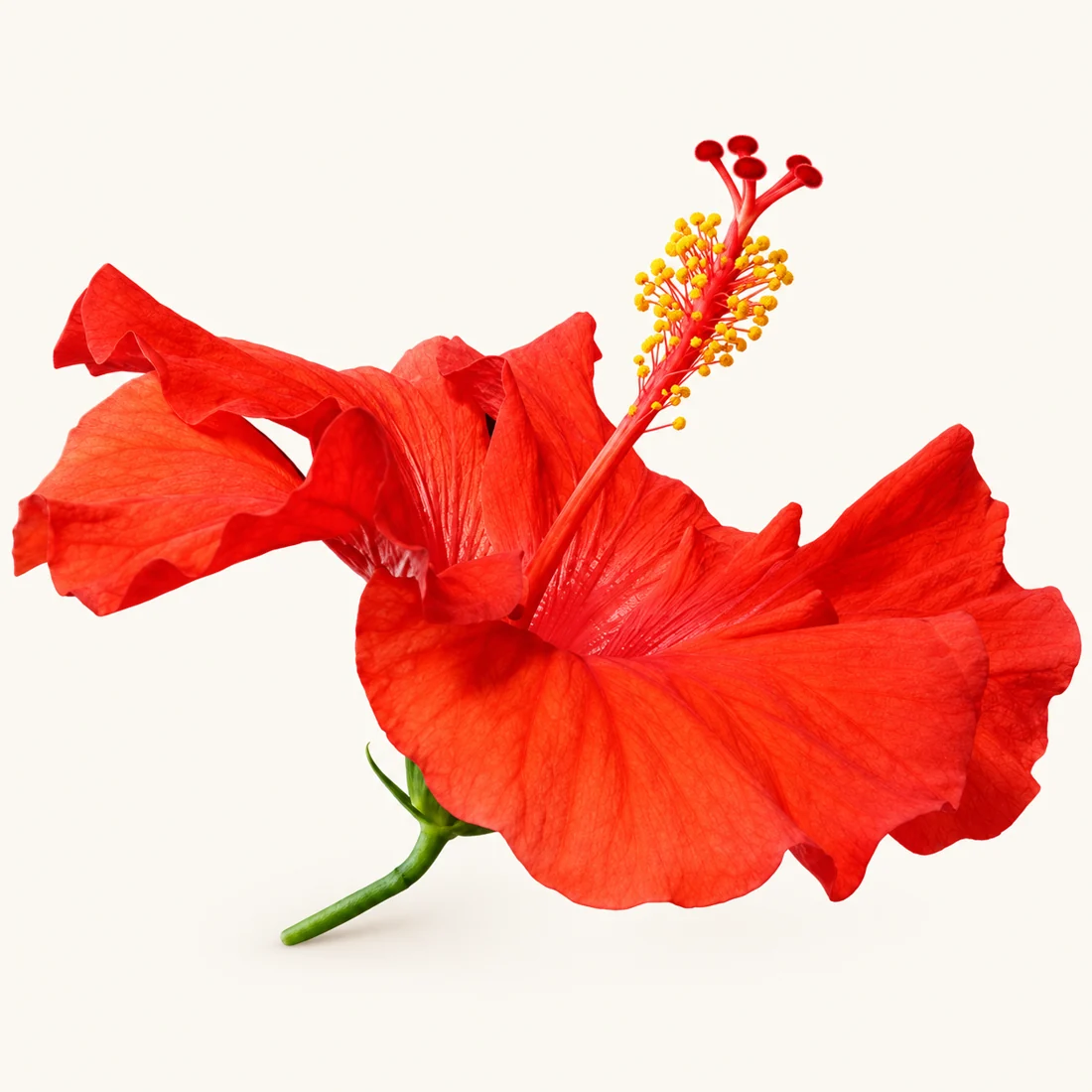 Flowering Plants reference image