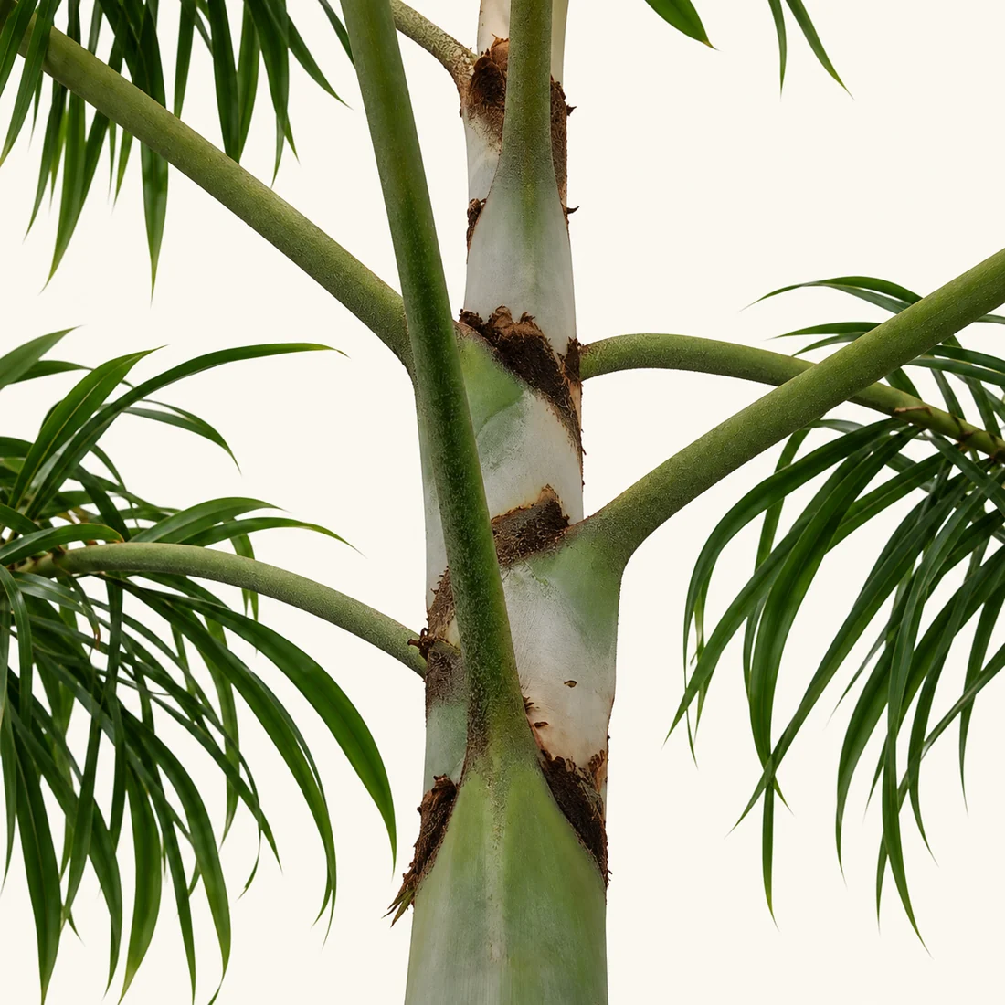 Foxtail Palm reference image