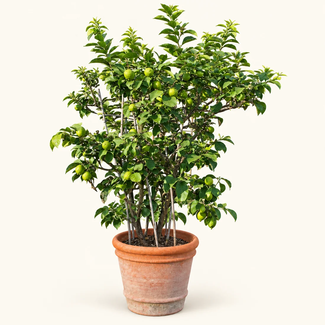 Fruit Plants reference image