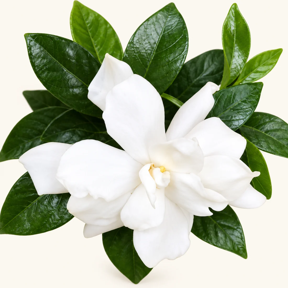 Gardenia reference image