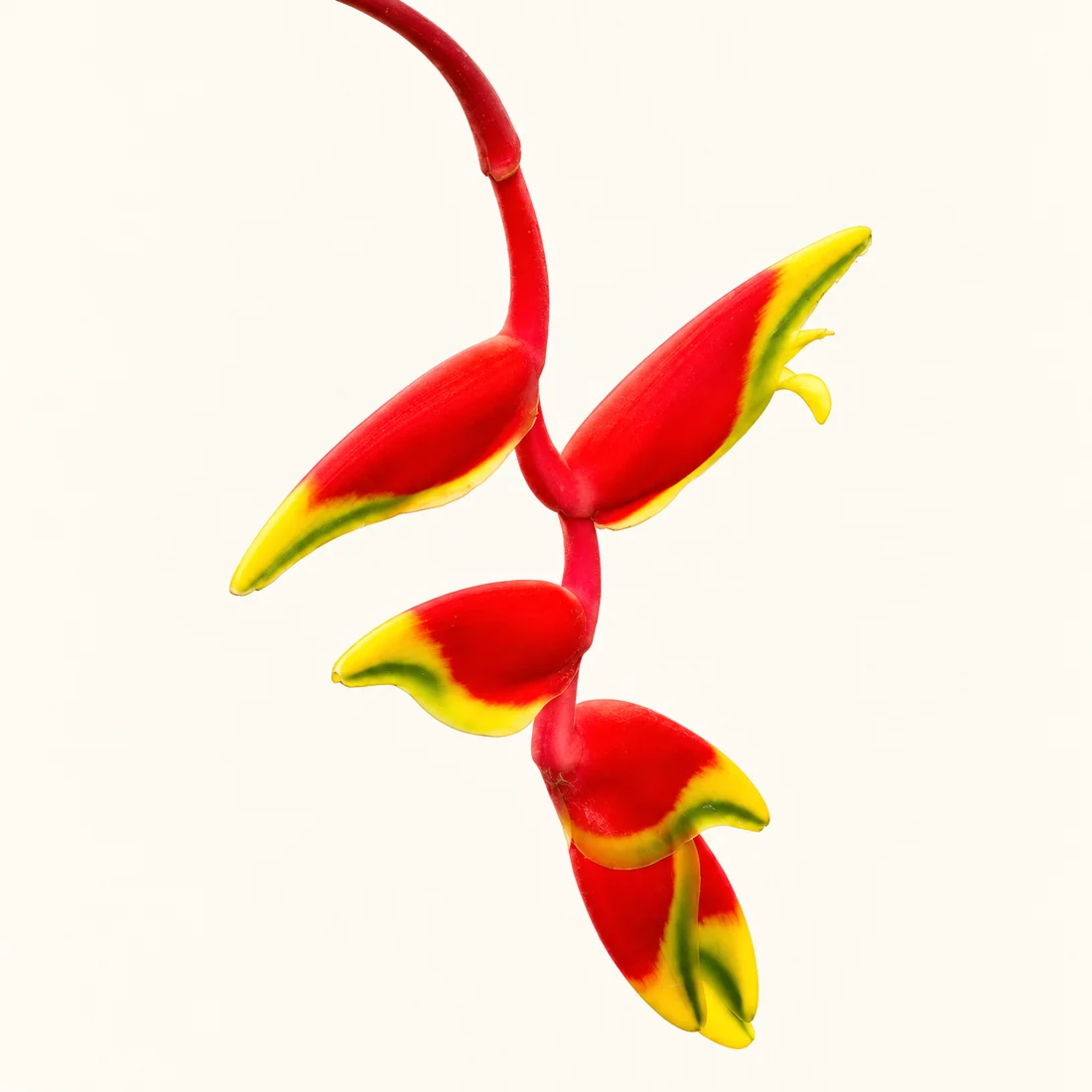 Heliconia reference image