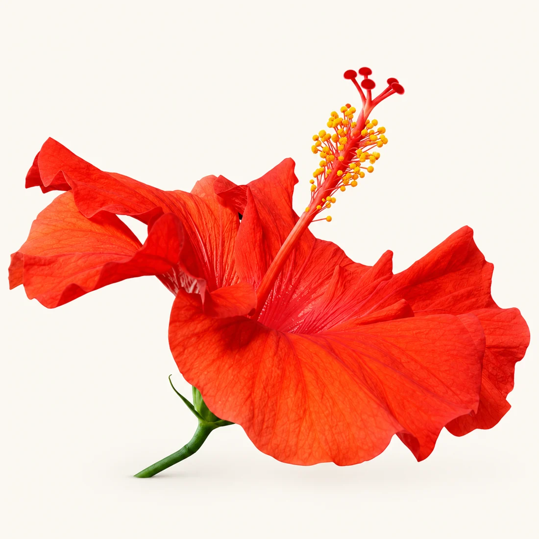 Hibiscus reference image