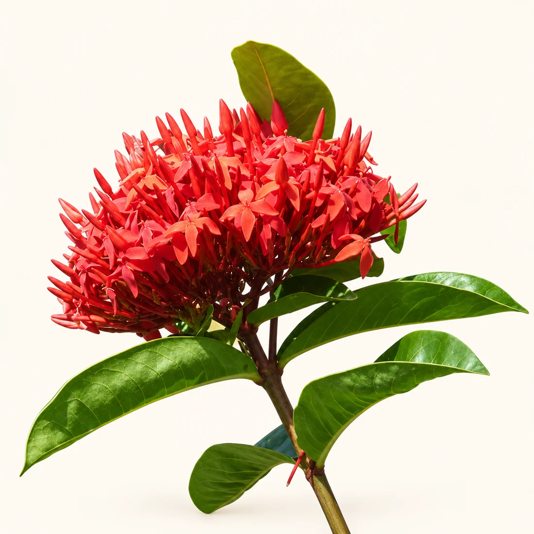 Ixora reference image