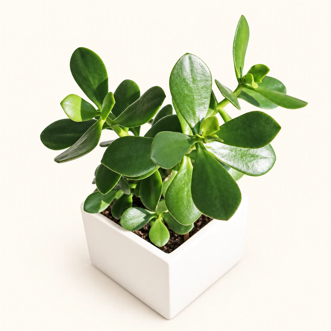 Jade Plant reference image