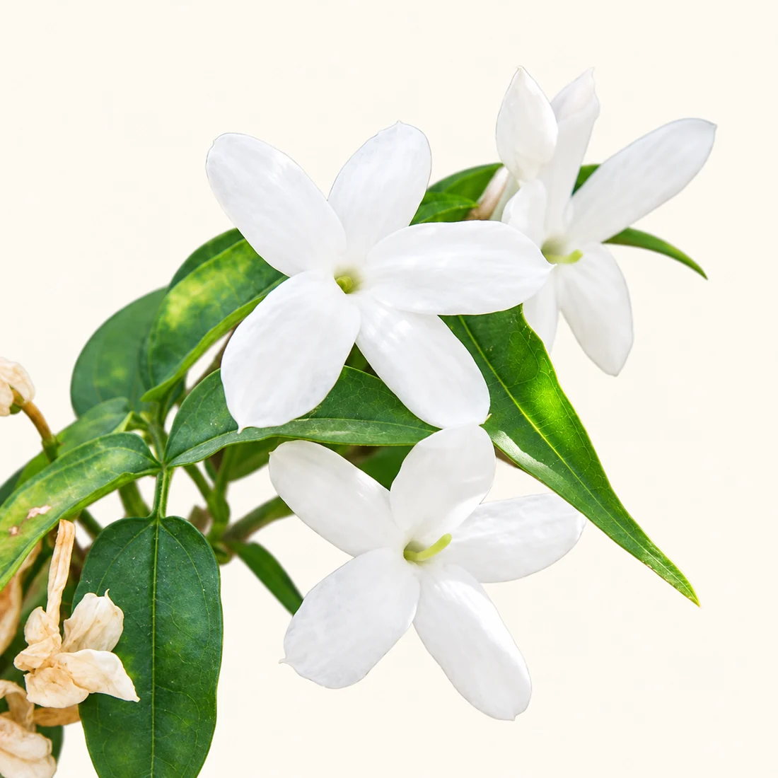 Jasmine reference image