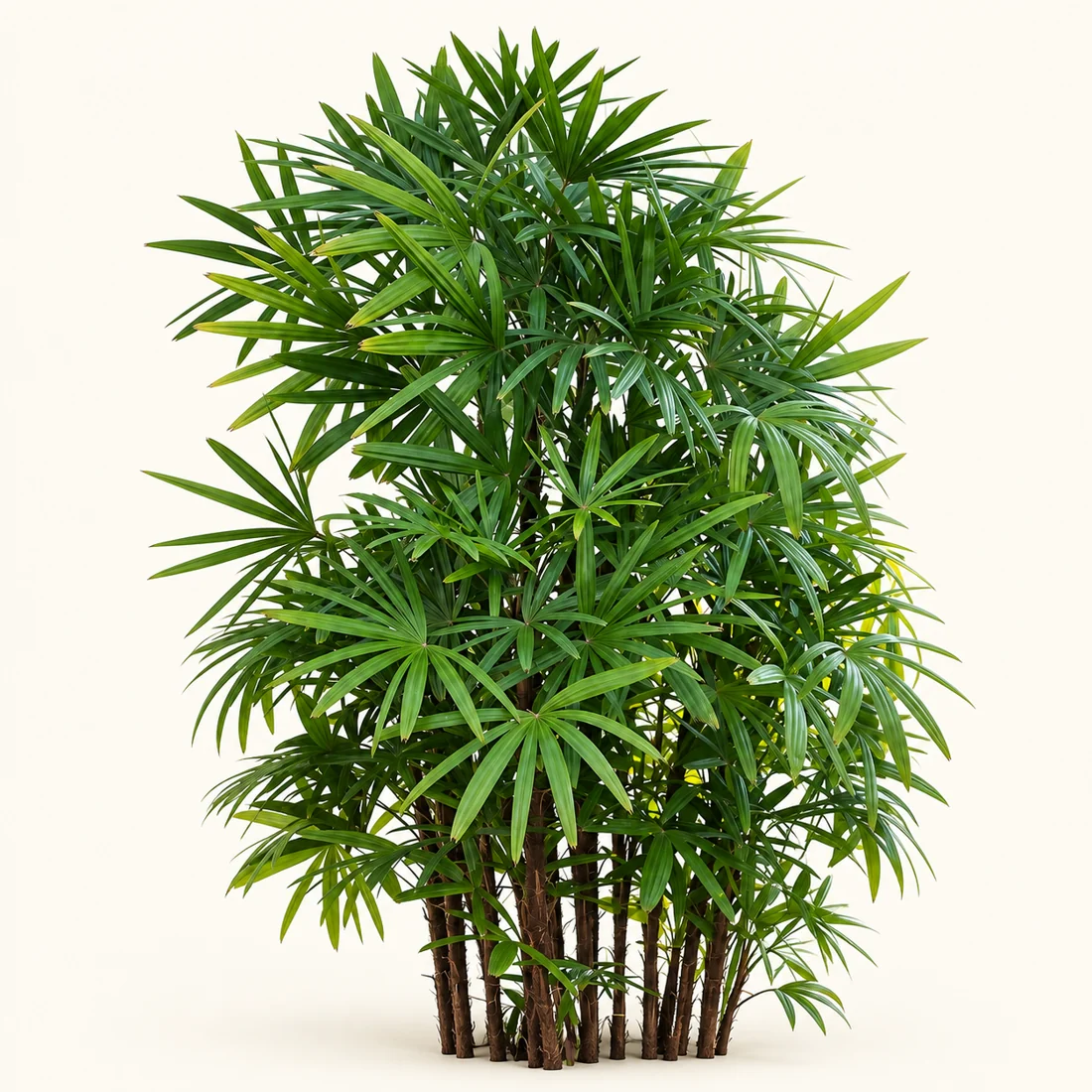 Lady Palm reference image