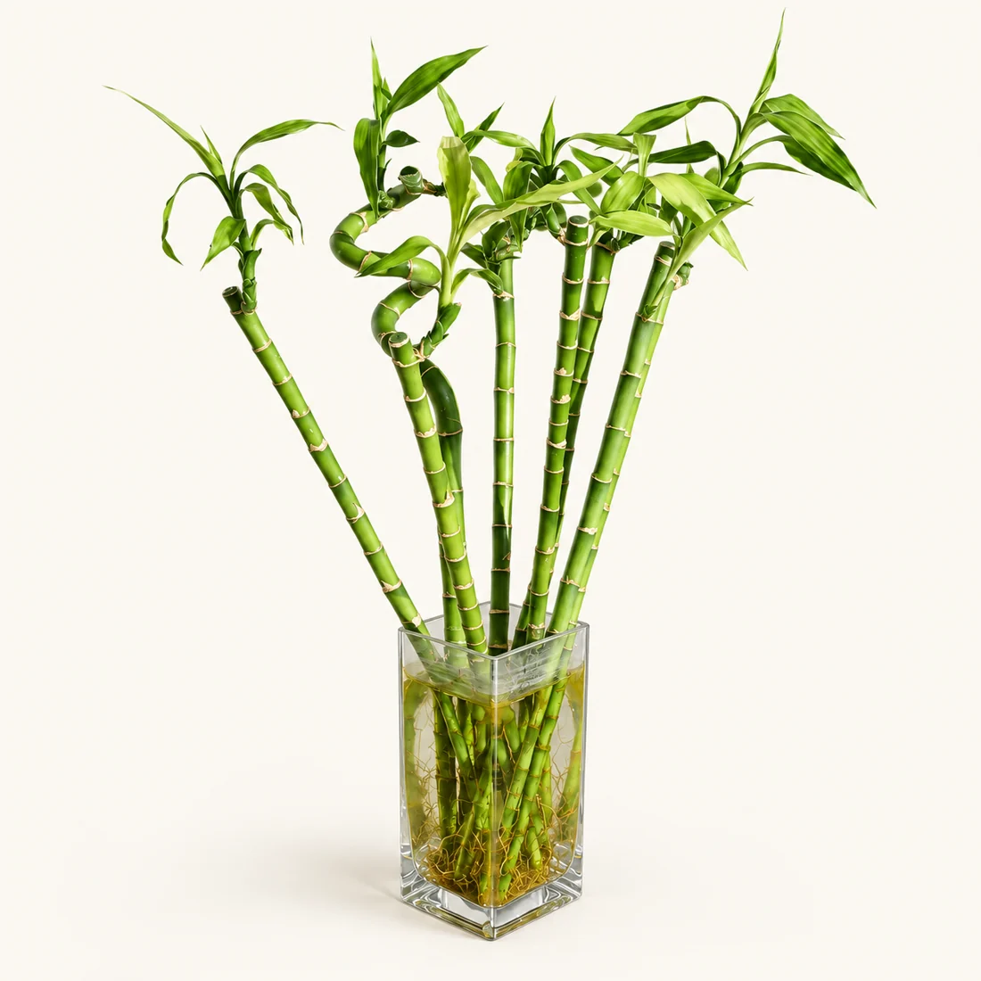 Lucky Bamboo reference image