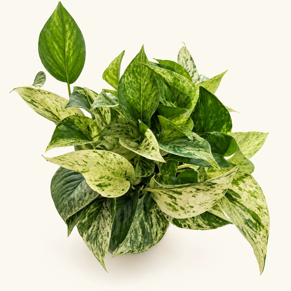 Marble Queen Pothos reference image