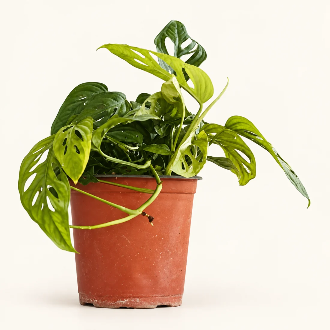 Monstera reference image