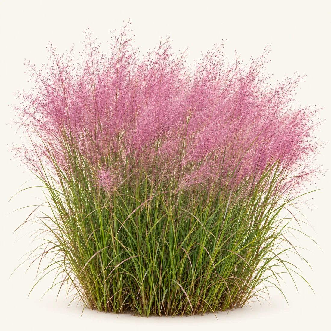 Ornamental Grasses reference image