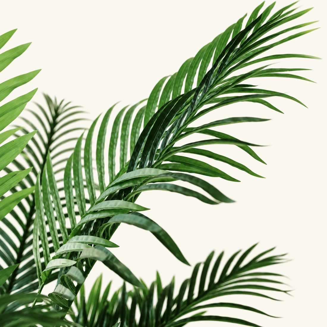 Areca Palm reference image