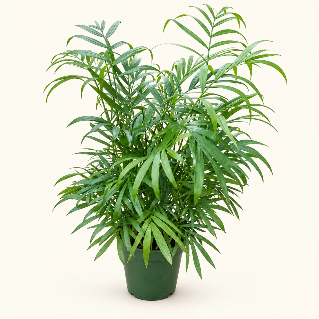 Parlor Palm reference image