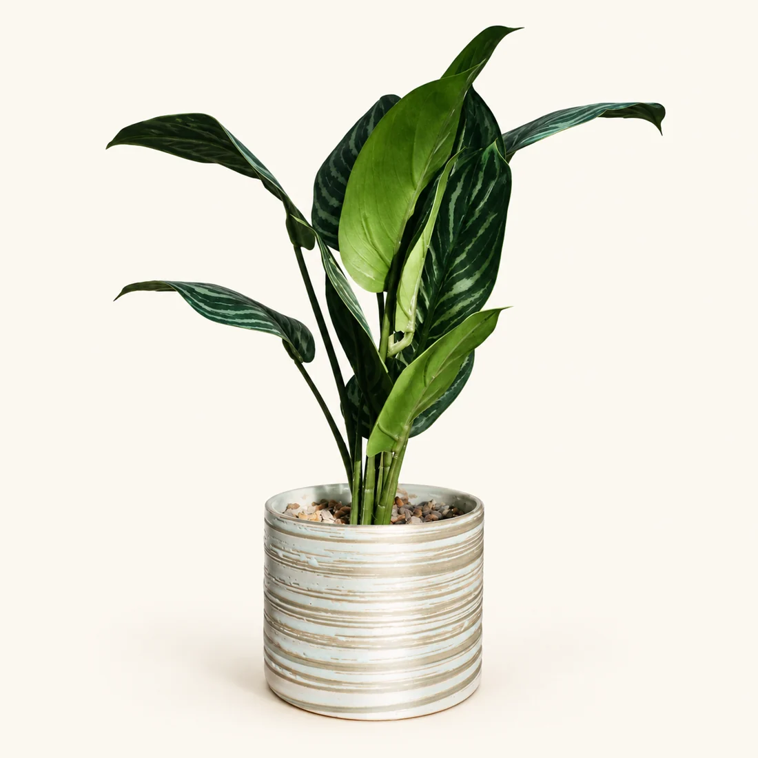 Peace Lily reference image