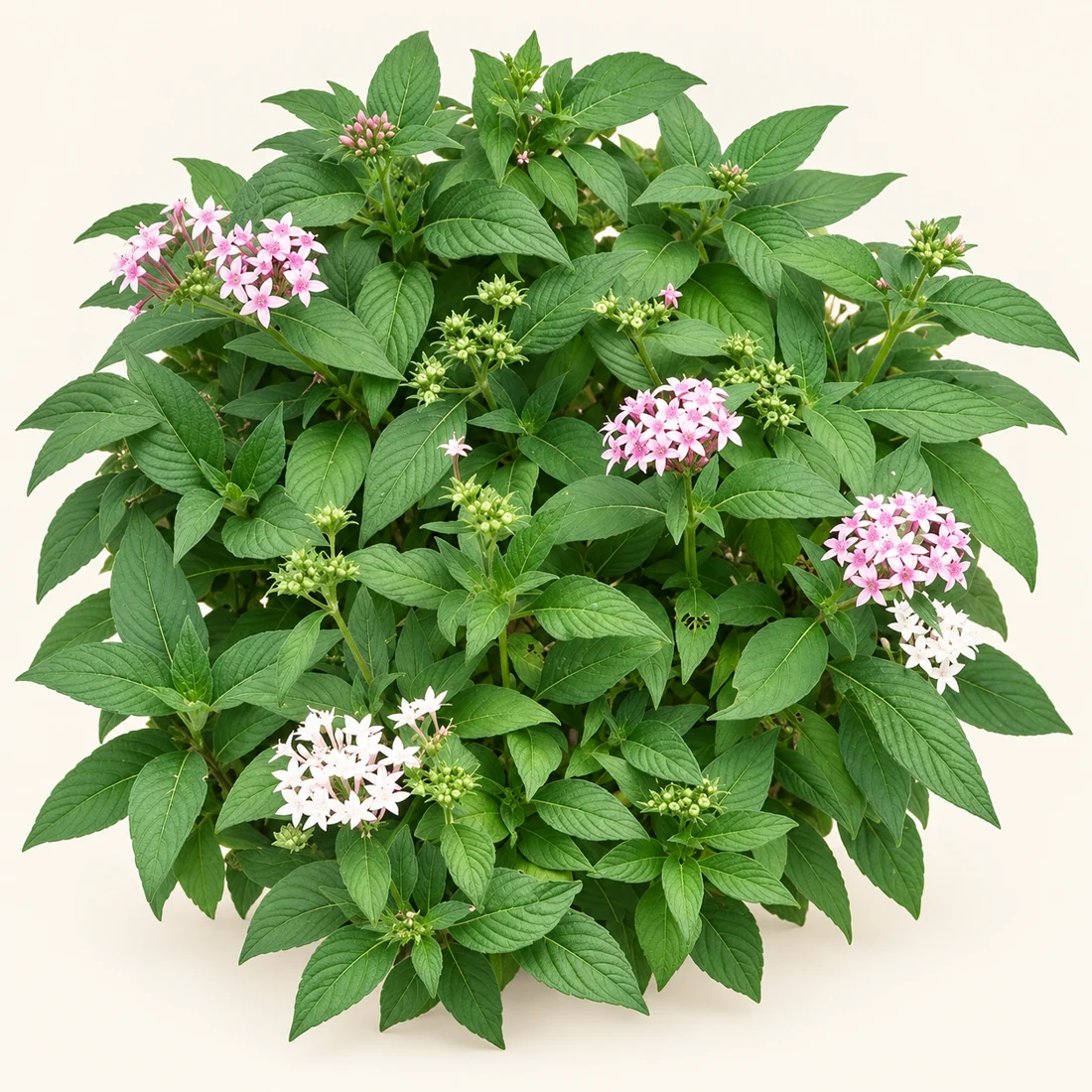 Pentas reference image