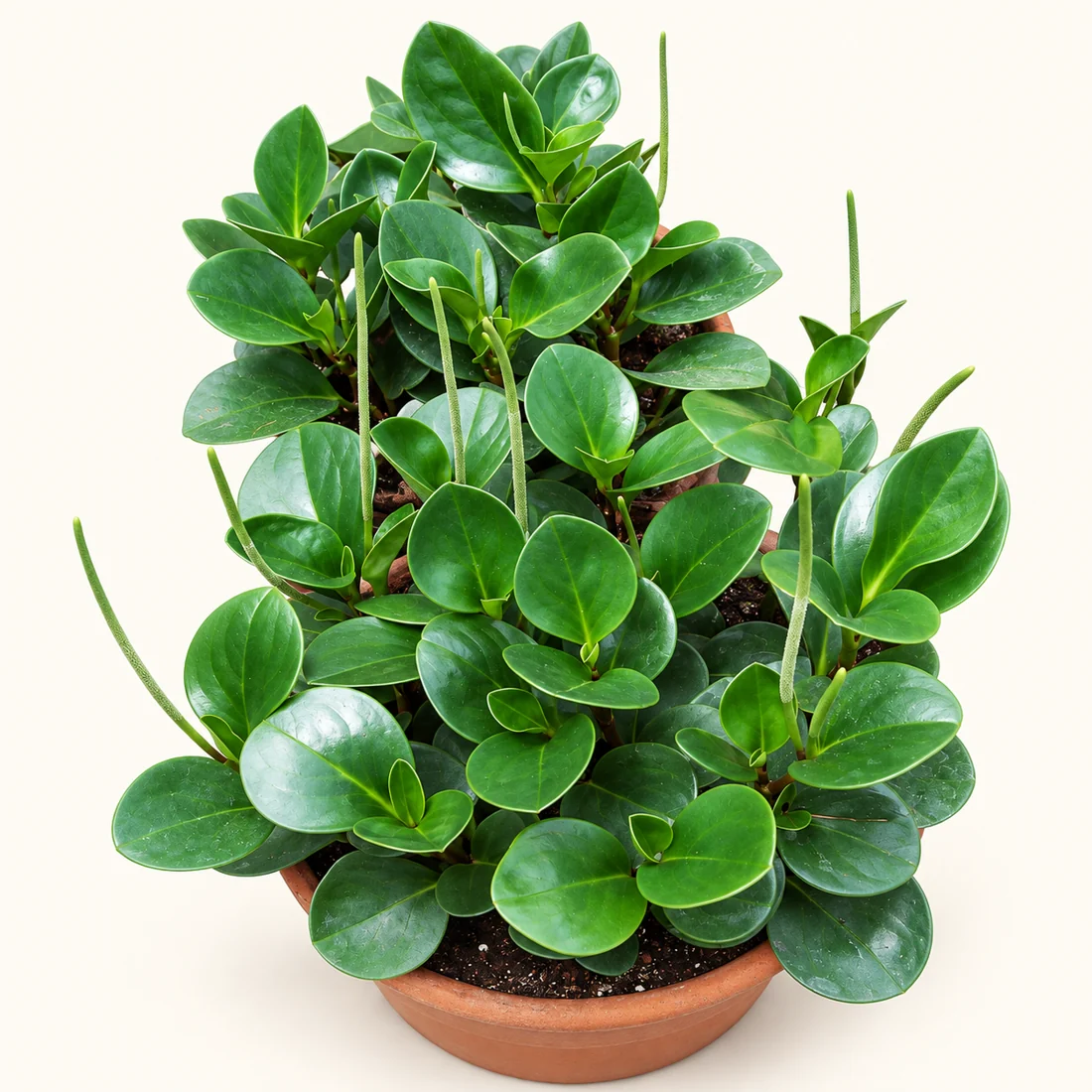 Peperomia reference image