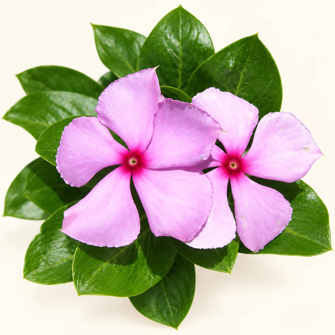 Periwinkle reference image