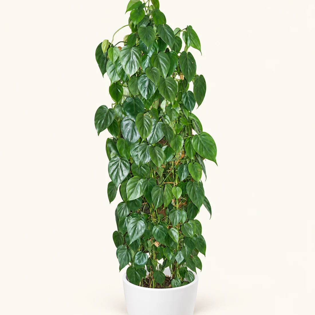 Philodendron reference image