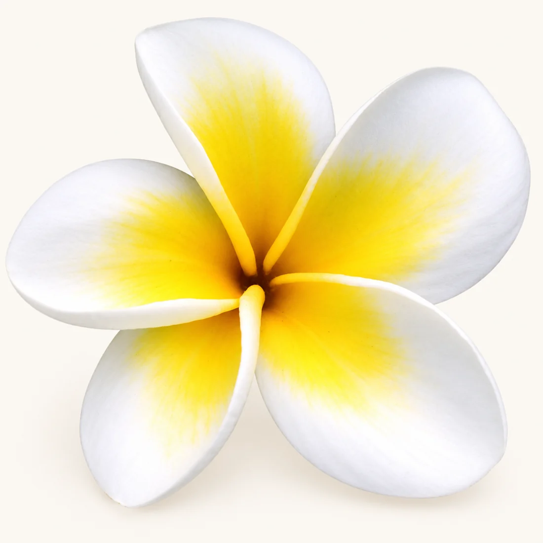 Plumeria reference image