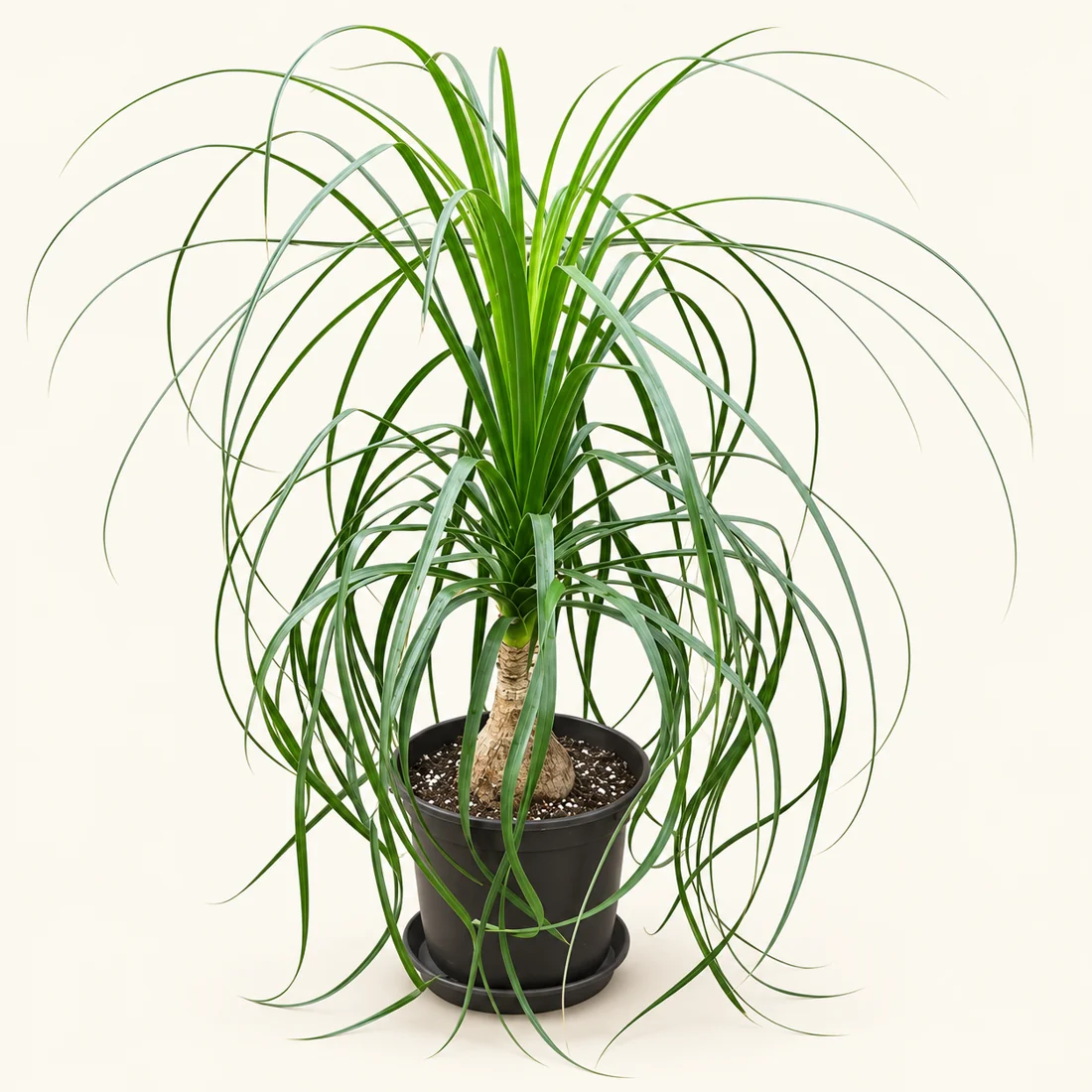 Ponytail Palm reference image