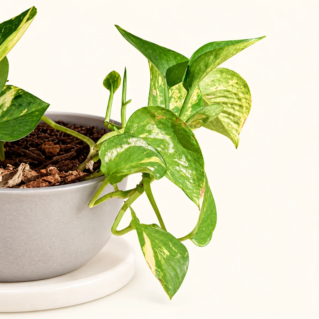 Money Plant reference image