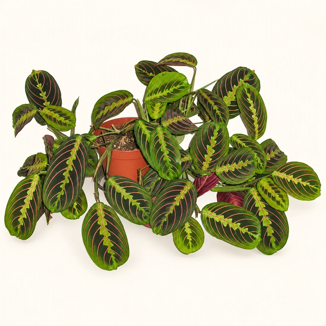 Prayer Plant reference image