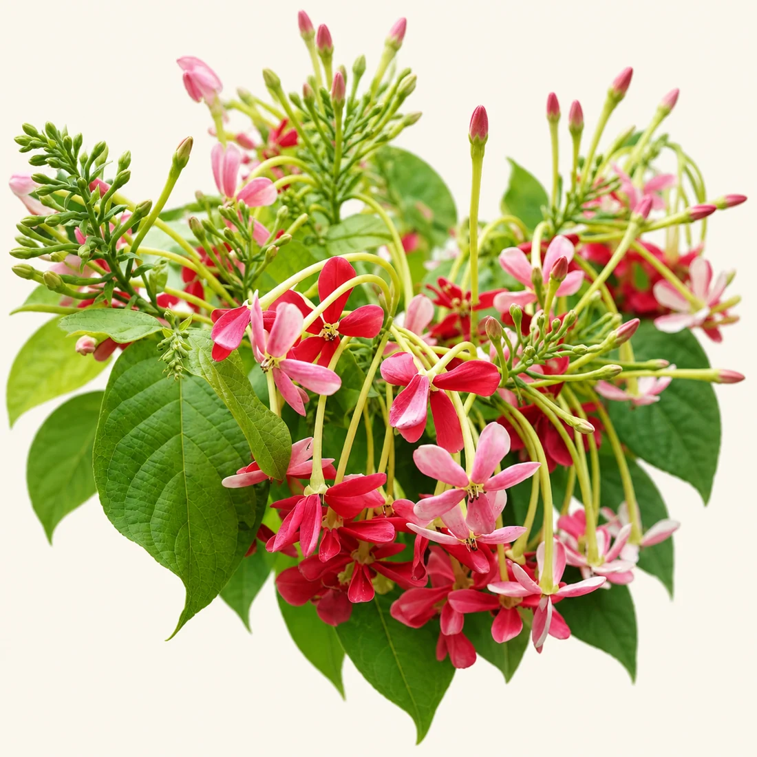 Rangoon Creeper reference image
