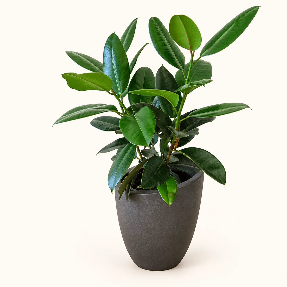 Rubber Plant reference image