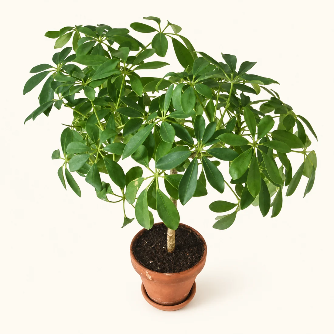 Schefflera reference image